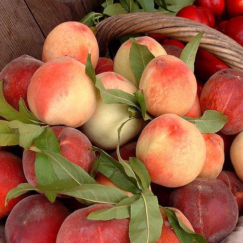 Roots & Fruits: Earthy Organic Collection Pack